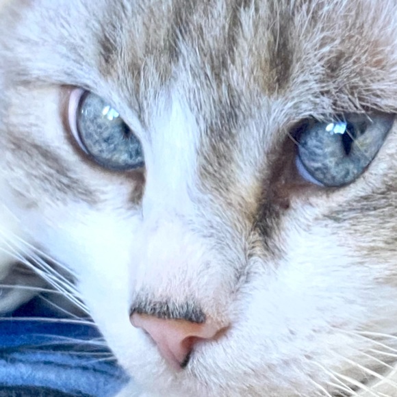 Curious Cat Lives Here - Picture 6 of 16